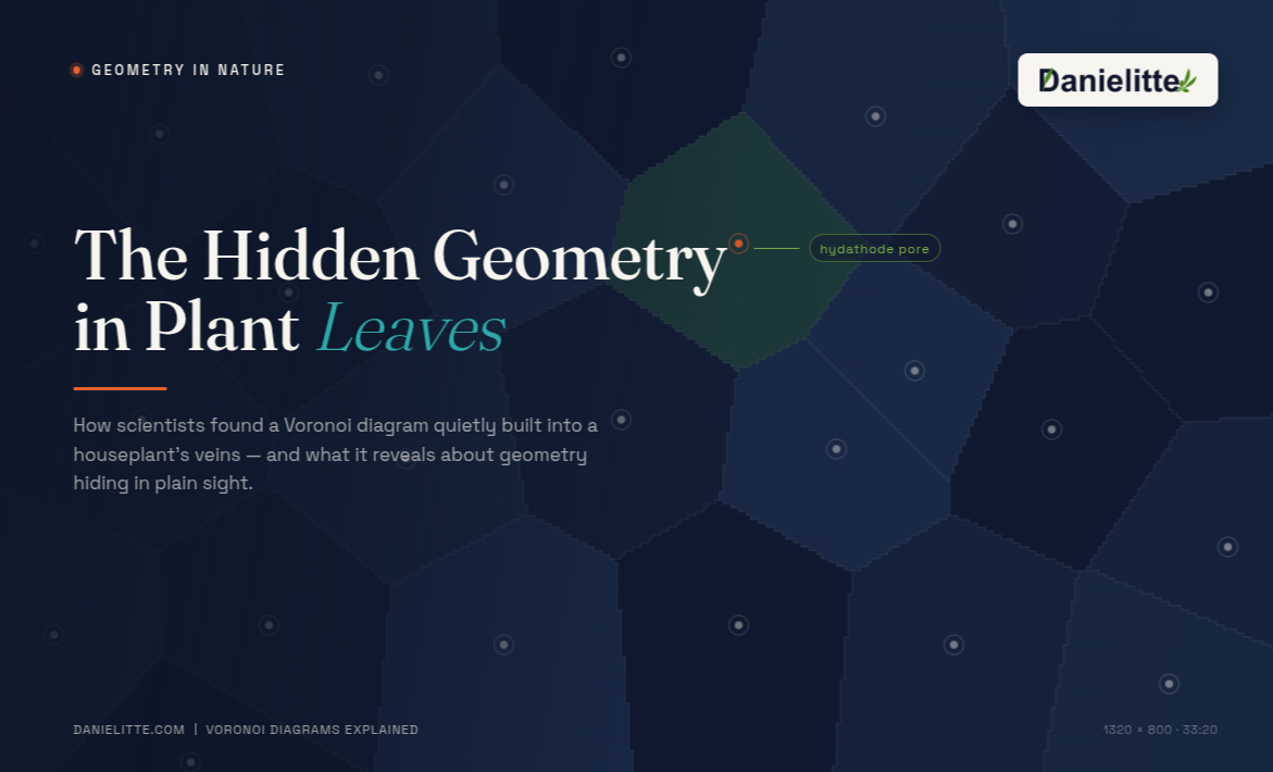 The Hidden Geometry in Plant Leaves: A Voronoi Pattern in Nature